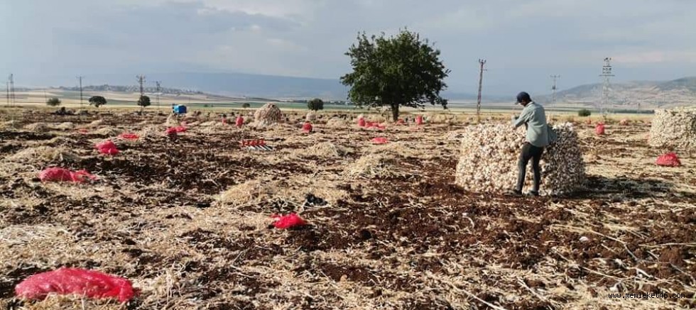 KAHRAMANMARAŞ’TA BEYAZ ALTIN HASADI YÜZLERİ GÜLDÜRDÜ
