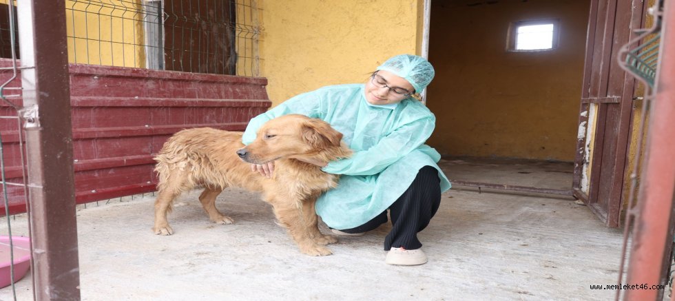 SOKAK HAYVANLARINDA KISIRLAŞTIRMA VE AŞILAMA DEVAM EDİYOR