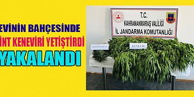 EKİNÖZÜ’NDE KENEVİR YETİŞTİREN 1 KİŞİ YAKALANDI