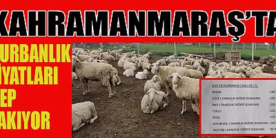 KAHRAMANMARAŞ’TA KURBANLIK FİYATLARI NE KADAR?  FİYATLAR CEP YAKIYOR