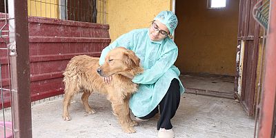 SOKAK HAYVANLARINDA KISIRLAŞTIRMA VE AŞILAMA DEVAM EDİYOR