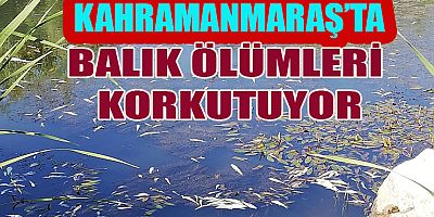 TOPLU BALIK ÖLÜMLERİ ARTIYOR