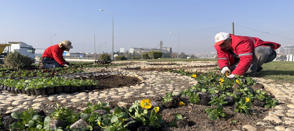 BÜYÜKŞEHİR KAVŞAKLARI 500 BİN ÇİÇEKLE RENKLENDİRİYOR