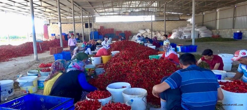 KAHRAMANMARAŞ’TA 50 BİN TON YAŞ BİBERDEN 12 BİN 500 TON PUL BİBER BEKLENİYOR