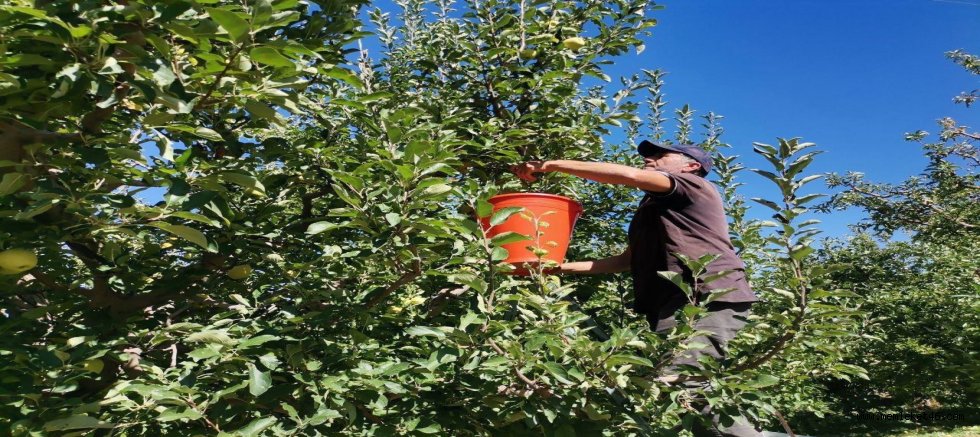 KAHRAMANMARAŞ'TA 60 BİN TON ELMA REKOLTESİ BEKLENİYOR
