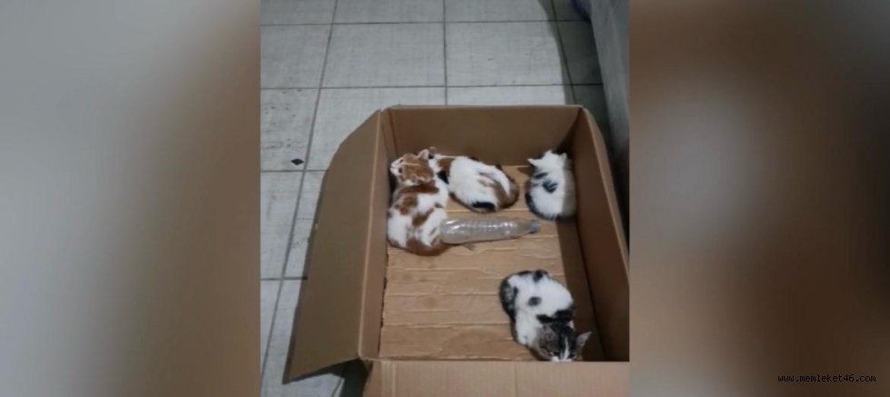 KAHRAMANMARAŞ'TA İTFAİYE EKİPLERİ SEFERBER OLDU 