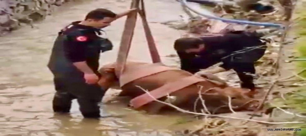 KAHRAMANMARAŞ’TA SU KANALINA DÜŞEN İNEK İTFAİYE EKİPLERİNCE KURTARILDI