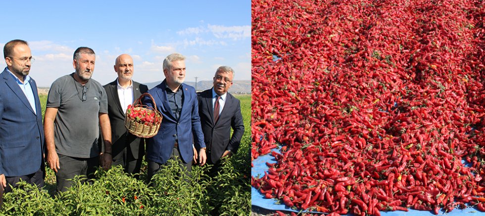 MARAŞ BİBERİNDE HASAT BAŞLADI: ÜRETİME 150 MİLYON TL’Yİ AŞAN DESTEK