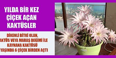 6 YAŞINDA 6 ÇİÇEK BİRDEN AÇTI