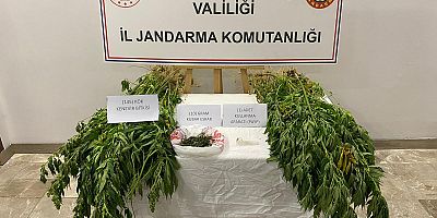 Kahramanmaraş’ın Afşin ilçesinde jandarma ekipleri tarafından yapılan istihbarı çalışma neticesinde 145 kök kenevir bitkisi ele geçirildi.