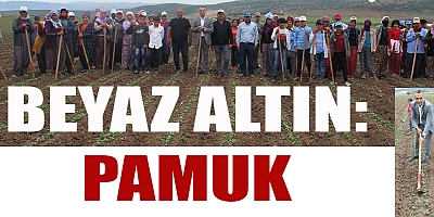 BEYAZ ALTIN: PAMUK