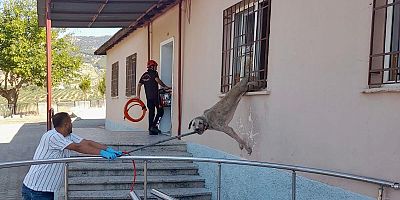DEMİR KORKULUKLARA SIKIŞAN KÖPEK İTFAİYE EKİPLERİNCE KURTARILDI