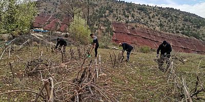 DEPREM BÖLGESİNDE BAĞ BUDAMA MESAİSİ BAŞLADI