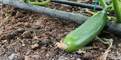 DEPREM BÖLGESİNDE SERADA SALATALIK HASADI BAŞLADI