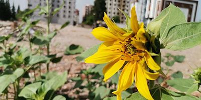 DEPREMLERDE ÇÖKEN DÜKKANIN BULUNDUĞU ALANDA AYÇİÇEKLERİ AÇTI