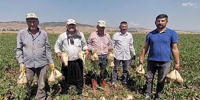 DEPREMZEDE ÇİFTÇİLER PANCAR ÜRETİMİNDE DEVRİM YAPTI
