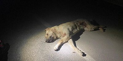 ELBİSTAN‘DA OTOMOBİLİN ÇARPTIĞI KÖPEK TELEF OLDU