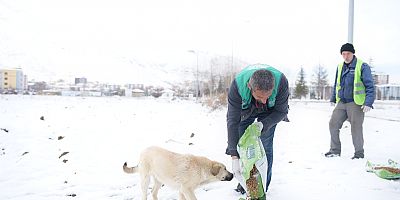 ELBİSTAN’DA SOKAK HAYVANLARI İÇİN YEM VE MAMA BIRAKILDI