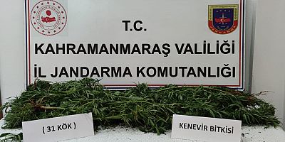 EVİNDE KENEVİR YETİŞTİRDİ JANDARMAYA YAKALANDI