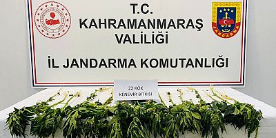 EVİNİN BAHÇESİNDE KENEVİR YETİŞTİRDİ YAKALANDI