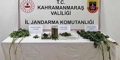 EVİNİN BAHÇESİNDE KENEVİR YETİŞTİRDİ
