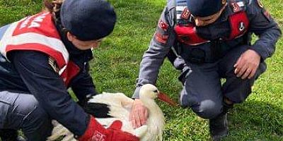 JANDARMA EKİPLERİ YARALI HAYVANLARI KORUMA ALTINA ALDI