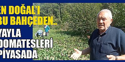Kahramanmaraş’ın Andırın İlçesinde doğal koşullarında yetişen ve lezzetiyle damaklarda eşsiz bir lezzet bırakan yerli köy domatesi