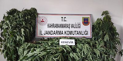 KAHRAMANMARAŞ’TA 122 KENEVİR BİTKİSİ ELE GEÇİRİLDİ