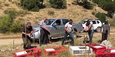 KAHRAMANMARAŞ’TA 15 BİN KINALI KEKLİK DOĞAYA SALINDI