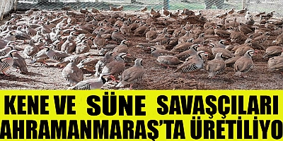 KAHRAMANMARAŞ’TA 15 BİN KINALI KEKLİK ÜRETİLDİ

Kahramanmaraş´ta Türkiye´nin ilk üretim merkezinde geçen yıl yetiştirilen keklik sayısı 12 bin iken bu sayı 2022´de 15 bine ulaştı.