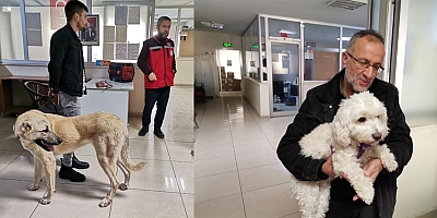 KAHRAMANMARAŞ’TA 2 BİN 815 HAYVANA ÇİP TAKILDI