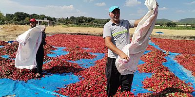 KAHRAMANMARAŞ'TA 50 BİN TON MARAŞ BİBERİ ÜRETİLDİ