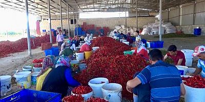KAHRAMANMARAŞ’TA 50 BİN TON YAŞ BİBERDEN 12 BİN 500 TON PUL BİBER BEKLENİYOR