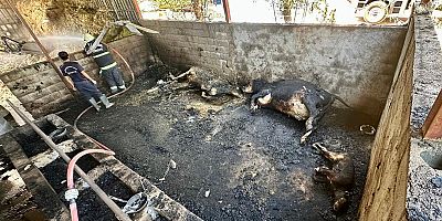 KAHRAMANMARAŞ’TA AHIR YANGININDA HAYVANLAR TELEF OLDU