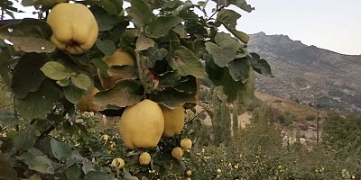 Türkiye’nin en kaliteli ayvalarının yetiştirildiği bölgelerden biri olan Kahramanmaraş’ın Onikişubat ilçesi Şahinkayası mahallesinde