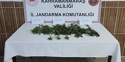KAHRAMANMARAŞ’TA BAHÇESİNDE KENEVİR YETİŞTİRDİ  