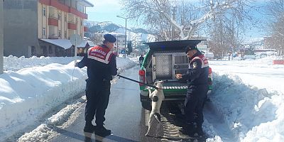 KAHRAMANMARAŞ’TA BAŞIBOŞ PİTBULA EL KONULDU