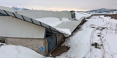 Kahramanmaraş’ın Türkoğlu ilçesinde etkili olan kar yağışı sonrası birçok besi ahırının çatısı çökmesi sonucu hayvanlar telef olurken