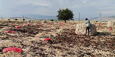 KAHRAMANMARAŞ’TA BEYAZ ALTIN HASADI YÜZLERİ GÜLDÜRDÜ