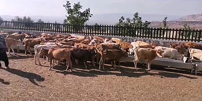 KAHRAMANMARAŞ’TA BÜYÜK VE KÜÇÜKBAŞ HAYVAN ÇİFTLİĞİ KURULDU