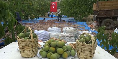 KAHRAMANMARAŞ’TA CEVİZDEKİ REKOLTE ÇİTFÇİNİN YÜZÜNÜ GÜLDÜRDÜ