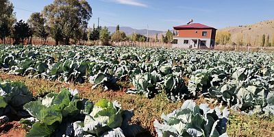 -KAHRAMANMARAŞ'TA DEV LAHANA HASADINDA REKOR
