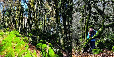 dağda yolunu kaybeden fotoğrafçılar tarafından tesadüfen bulunarak yaklaşık 3 bin 500 yaşında olduğu iddia edilen porsuk ağacı