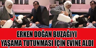 KAHRAMANMARAŞ’TA ERKEN DOĞAN BUZAĞIYA BEBEK GİBİ BAKIYOR