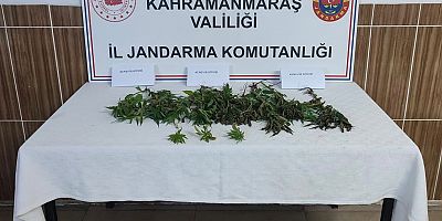 KAHRAMANMARAŞ’TA EVİNDE KENEVİR YETİŞTİRDİ YAKALANDI 