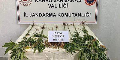 KAHRAMANMARAŞ'TA EVİNİN BAHÇESİNDE KENEVİR YETİŞTİRDİ: 1 GÖZALTI