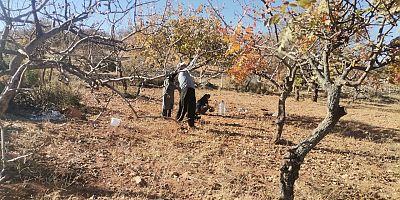 Türkiye’de fıstık üretiminin en geniş alanlara sahip illerinden biri olan Kahramanmaraş’ta ağaç budama sezonunu başladı.