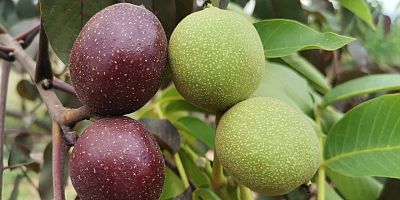 KAHRAMANMARAŞ'TA KIRMIZI CEVİZ ÜRETİMİNİN BAŞARISI