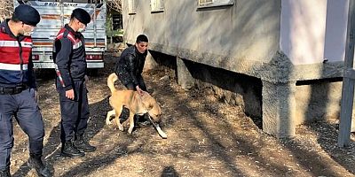 KAHRAMANMARAŞ’TA KÖPEK DÖVÜŞÇÜLERİNİ HAYDİ EKİPLERİ YAKALADI