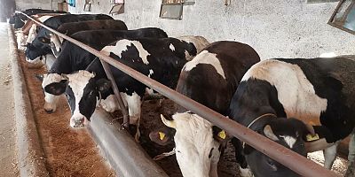 KAHRAMANMARAŞ’TA KURBAN SATIŞLARINDA PAZARLIKLAR SIKILAŞTI